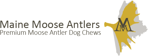 Maine Moose Antlers - Antler (950x200), Png Download