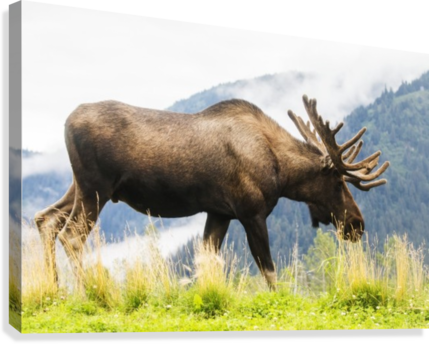 Bull Moose With Antlers In Velvet, Captive In Alaska - Alaska Wildlife Conservation Center (429x344), Png Download