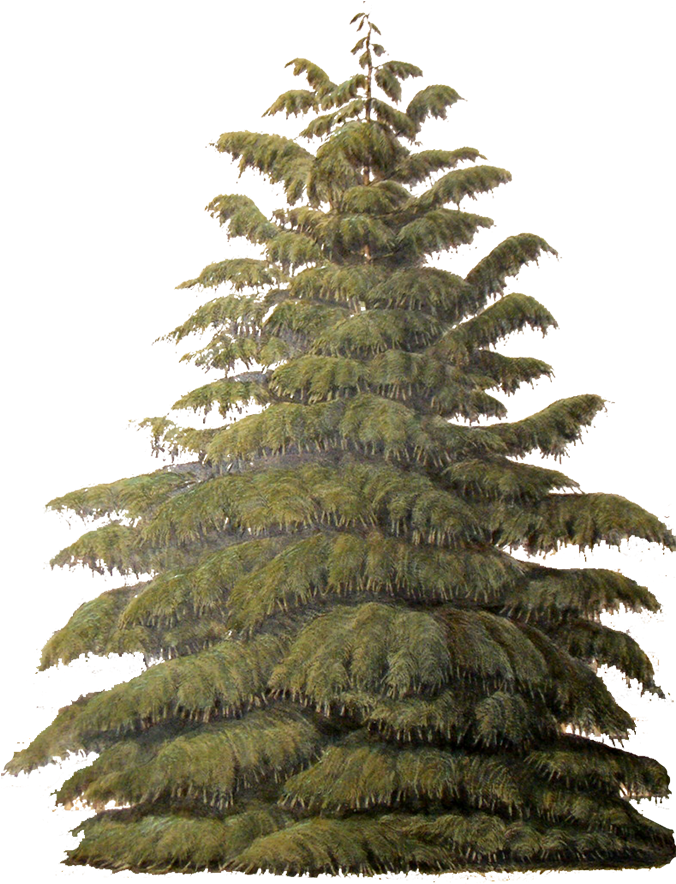 Incense Cedar - Conifers (675x900), Png Download