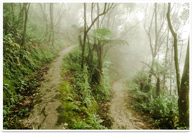 Poster Neblina De Lucas Cardozona - Old-growth Forest (800x800), Png Download