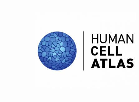 The International Human Cell Atlas Publishes Strategic - Human Cell Atlas Logo (446x327), Png Download