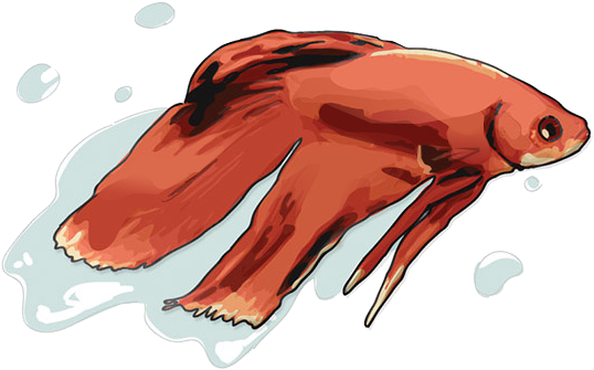 Beta Fish - Illustration (553x349), Png Download