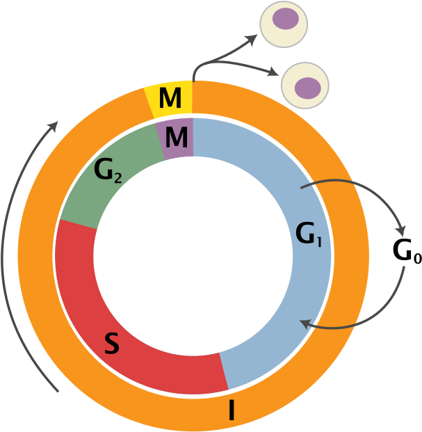 Temperature Control Of Mammalian Cell Cycle - Cell Cycle Png (640x654), Png Download