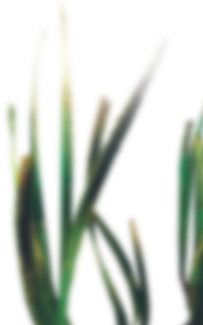 Light - Close-up (288x461), Png Download