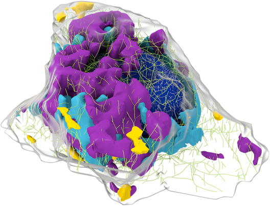 The Allen Integrated Cell Unites Two Cutting-edge Technologies - Allen Institute For Cell Science (528x403), Png Download