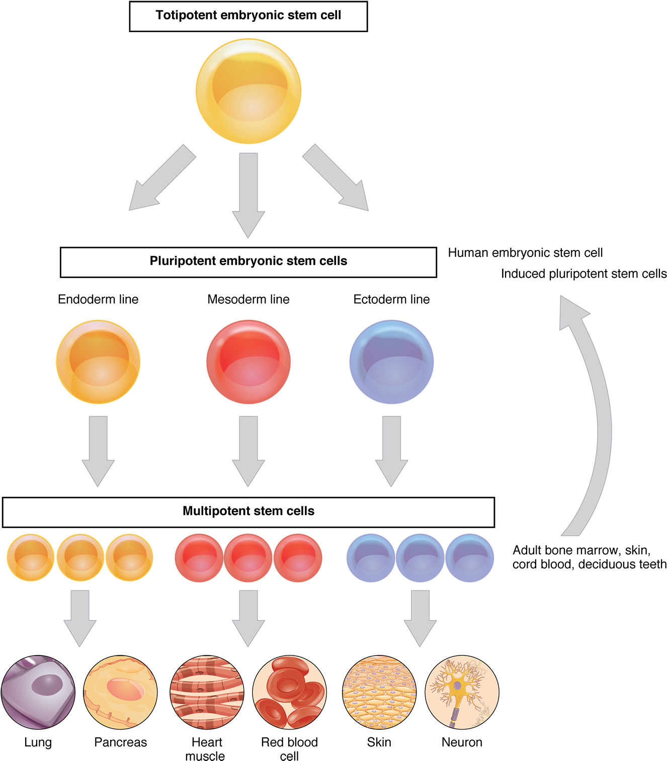 This Flow Chart Shows The Differentiation Of Stem Cells - Celulas Madre De Tejido Adiposo (1336x1523), Png Download