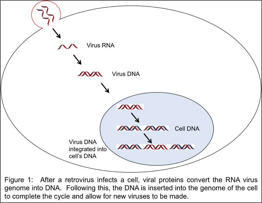 Repurposing Virus Proteins For A Positive Role In The - Viral Dna In Human Genome (904x702), Png Download