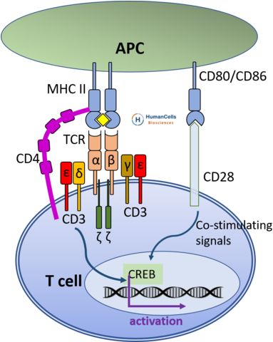 Human Peripheral Blood Cd4 T Cell - T Cell Activation Mhc (406x479), Png Download