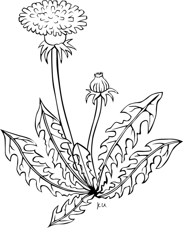 All Photo Png Clipart - Garden Weed Black And White (601x750), Png Download