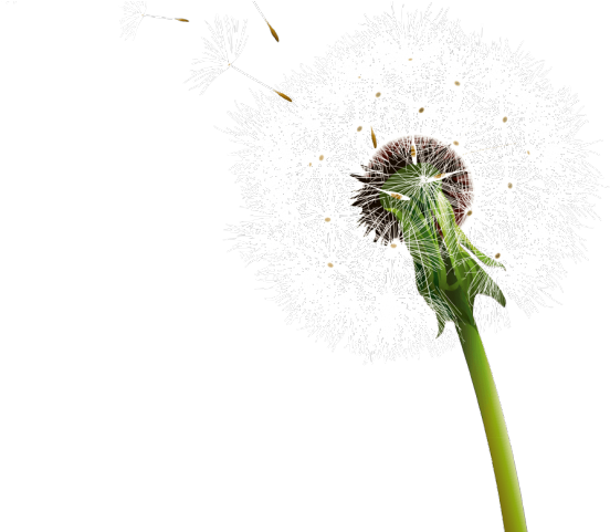 Dandelion Clipart Transparent Background - Clip Art (640x480), Png Download