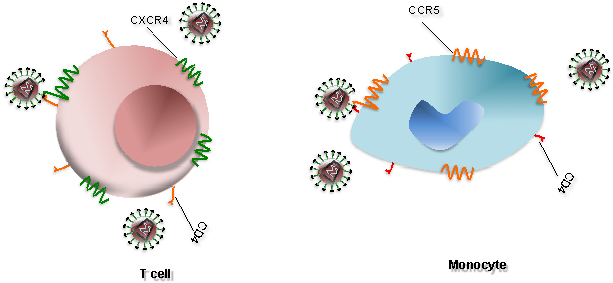 Human Immunodeficiency Virus - Cartoon (614x292), Png Download