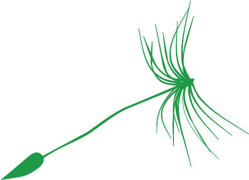 Dandelion-fr (500x500), Png Download