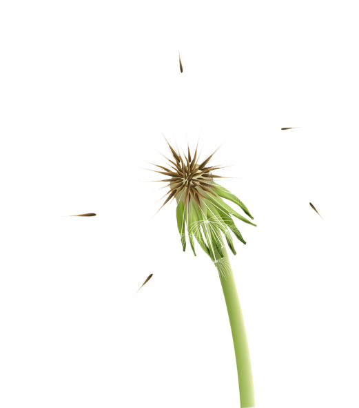 Taraxacum Png Clip Art Image - Clip Art (536x600), Png Download