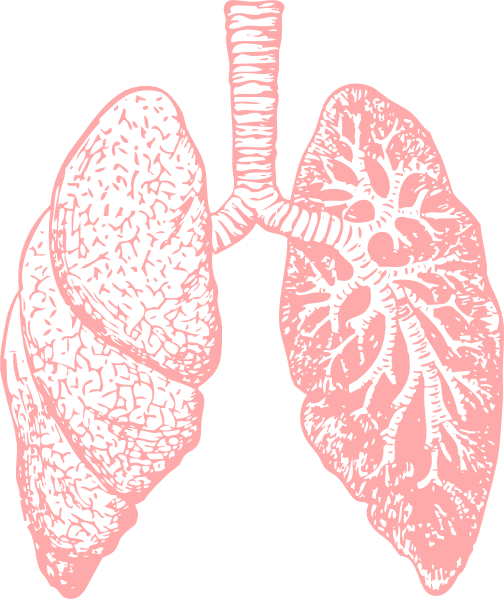 Lungs Png Pic - Dealing With Bronchitis: Overcoming Bronchitis And (504x599), Png Download