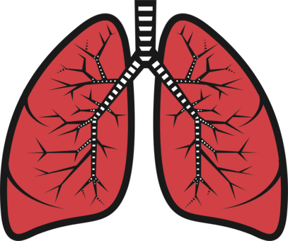Lung Bud Bronchus Respiratory System Trachea - Lungs Clipart (407x340), Png Download