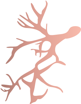 Healthy Lung Left Side 1 - Illustration (294x492), Png Download