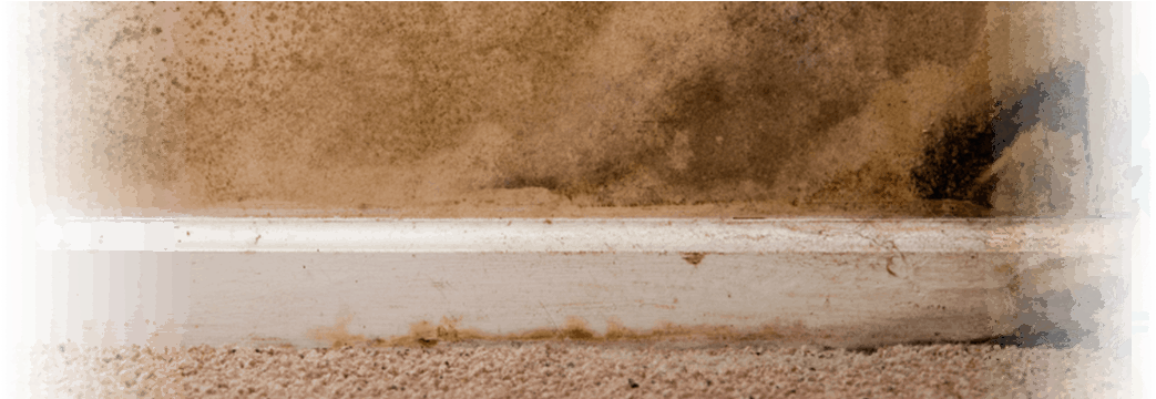 Mold - Concrete (1170x359), Png Download