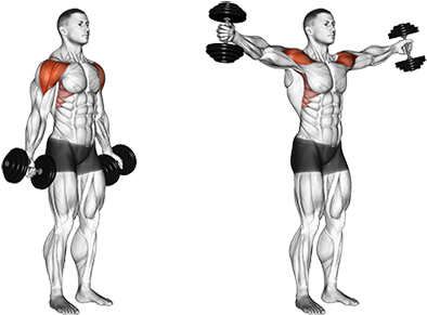 Dumbbell Scaption Rutinas Gimnasio, Mancuernas, Ejercicios - Dumbbell Scaption (454x320), Png Download