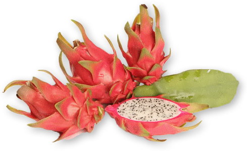 Auglis Puka Stasts - Dragon Fruit Plant (489x299), Png Download