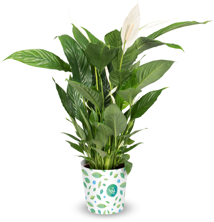 Robust Plant - Lucky Bamboo Hd (700x755), Png Download