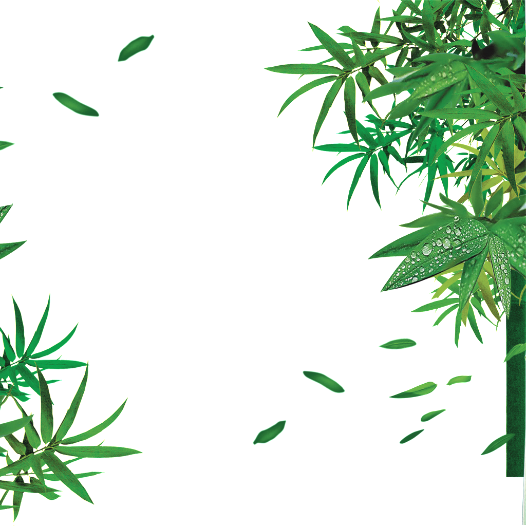 Bamboo Bamboo Leaves Hd Png - Bamboo Tree Hydroponic Plants Transparent Psd Water (1024x1024), Png Download