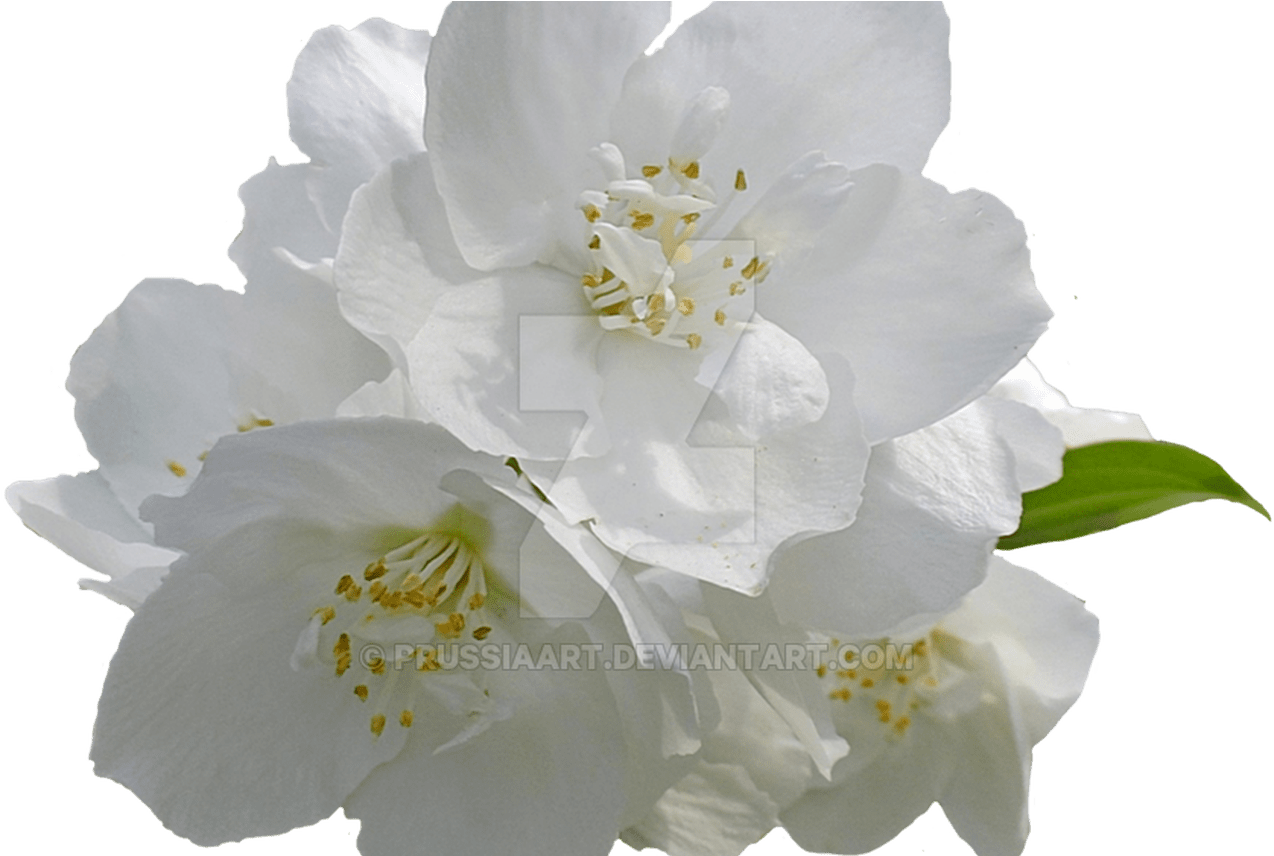 Download Collection Of Free Tropical Vector Mogra Flower Download