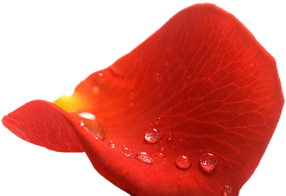 Pétalos De Rosas Rojas Con Fondo Transparente - Rosas Con Fondo Transparente (530x279), Png Download