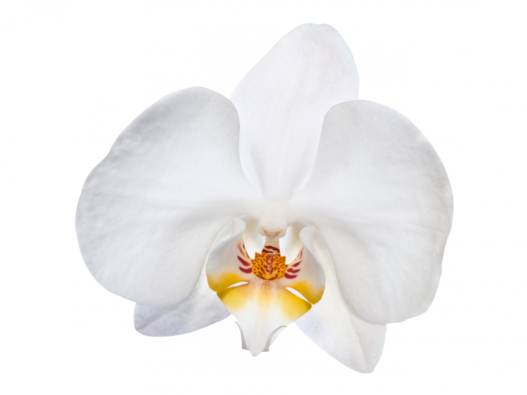 V Pétalos De Orquídea - Phalaenopsis Sanderiana (586x440), Png Download