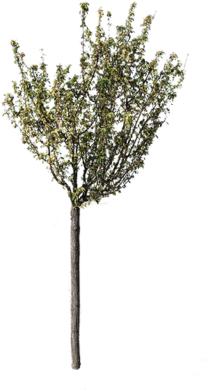 Arrevol Tutorial Recortar Con Varita Mágica 3 - Gum Trees (330x612), Png Download