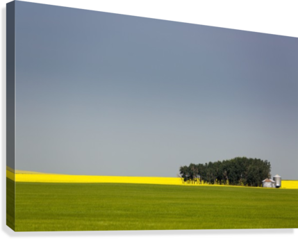 A Flowering Canola Field In The Distance Framed By - Field (429x344), Png Download