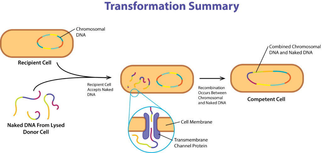 Gene Acquisition Via Transformation - Diagram (1024x488), Png Download