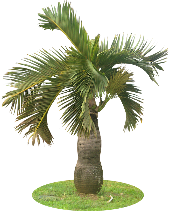 A Collection Of Tropical Plant Images With Transparent - Palm Tree Png Garden (743x891), Png Download