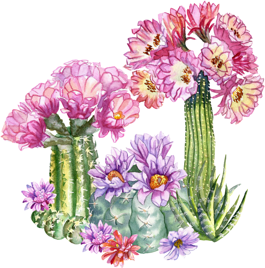 Tropical Flower Transparent - Portable Network Graphics (1024x1024), Png Download