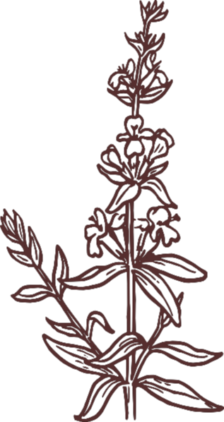 Pplant Clipart Black And White Strawberry Plant Clipart - Clip Art (317x598), Png Download