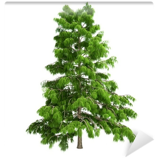 Cedar Tree (400x400), Png Download