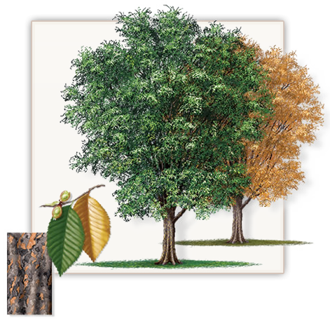 Pretty Pictures Of Cedar Trees Lace Bark Elm Tree Dallas - Lacebark Elm Tree (471x455), Png Download