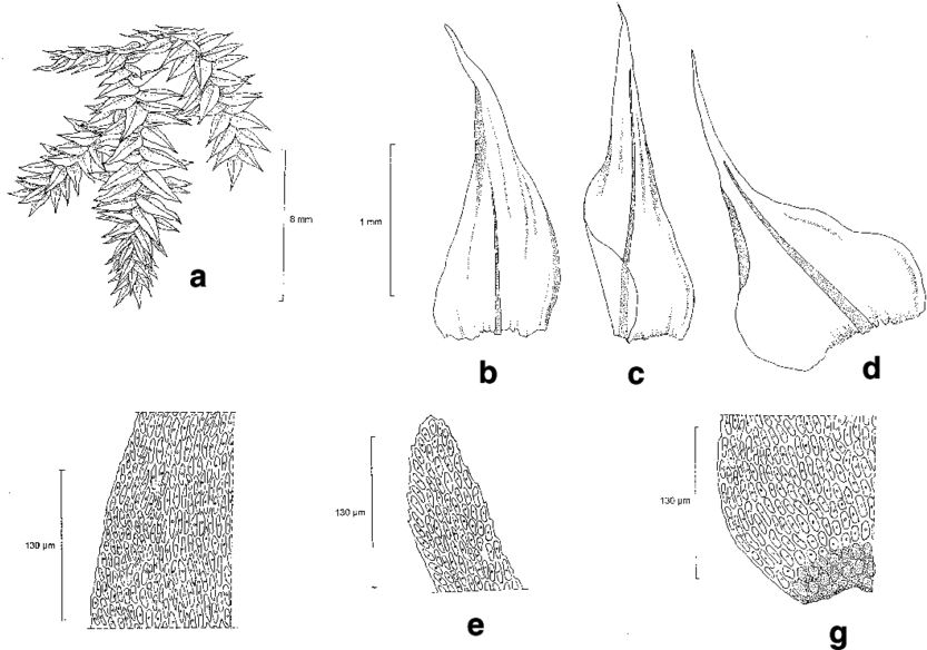 Aerobryopsis Cochlearifolia Dix - Drawing (850x586), Png Download