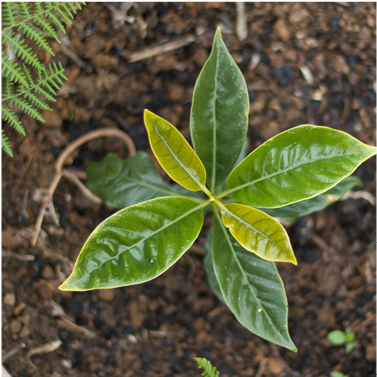 Peru Ecologica - Peru (576x576), Png Download