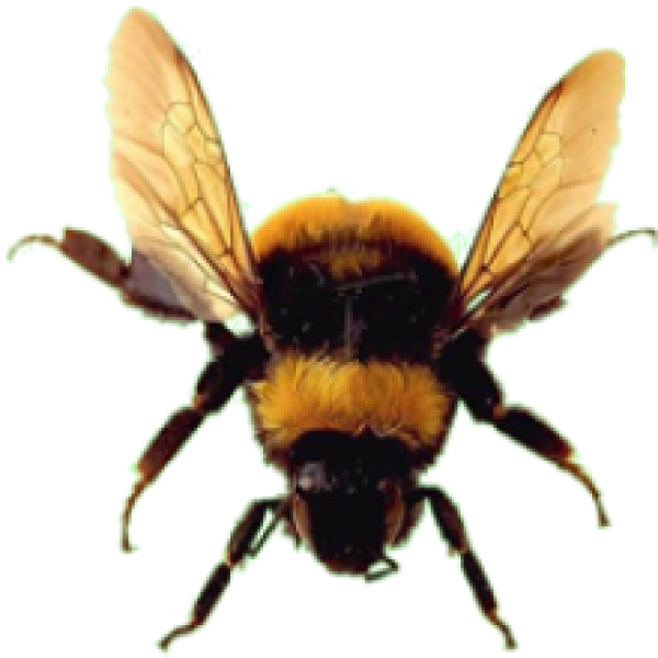 Bee Png Download Free - Bumble Bee No Background (600x600), Png Download