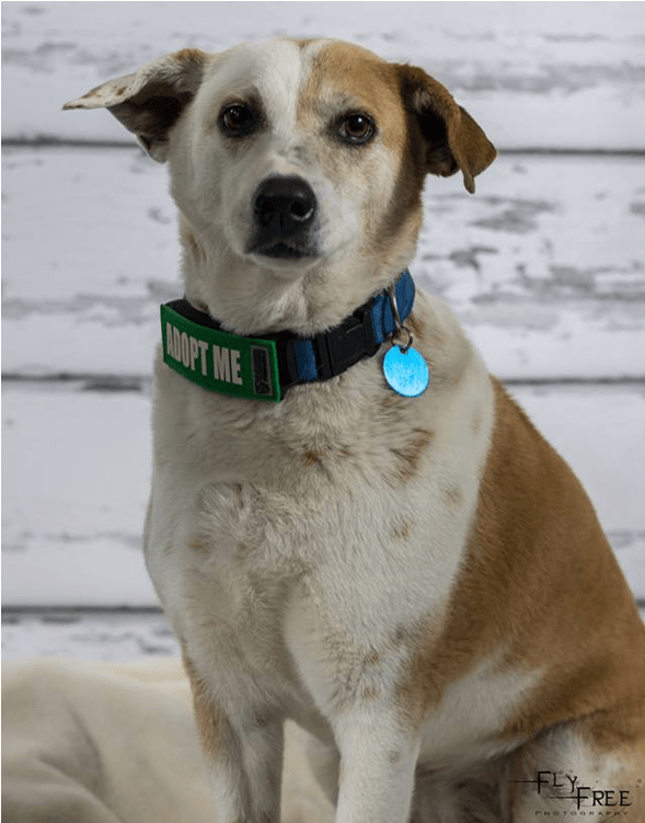 Adult Rate - Companion Dog (800x750), Png Download