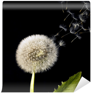 Blowball And Flying Dandelion Seeds Wall Mural • Pixers® - Dandelion Seeds (400x400), Png Download