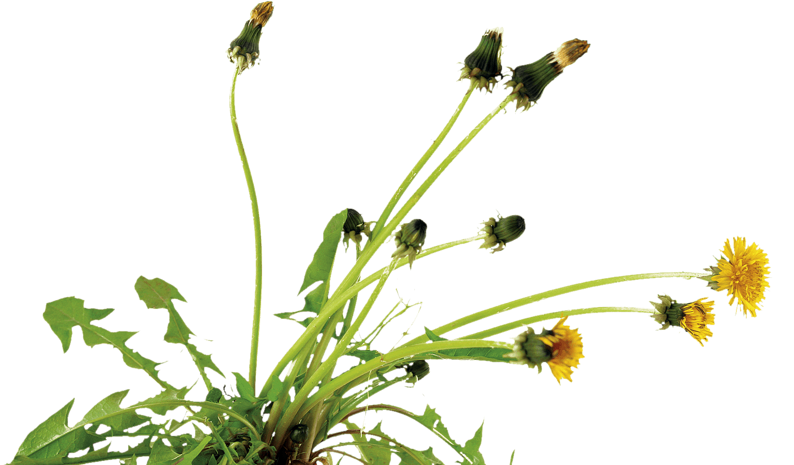Dandelion New Pic - Royalty Payment (1600x937), Png Download