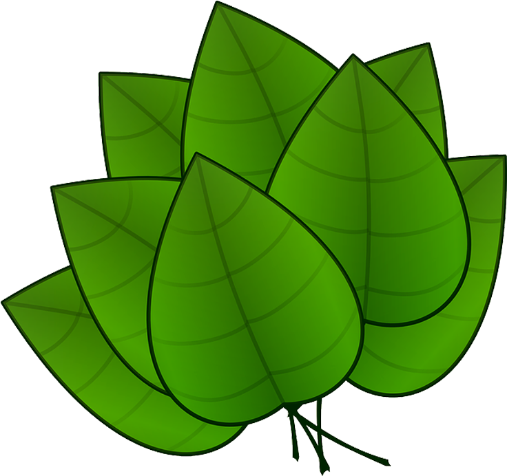 Folha Em Png - Parts Of Plants Leaves (768x1024), Png Download