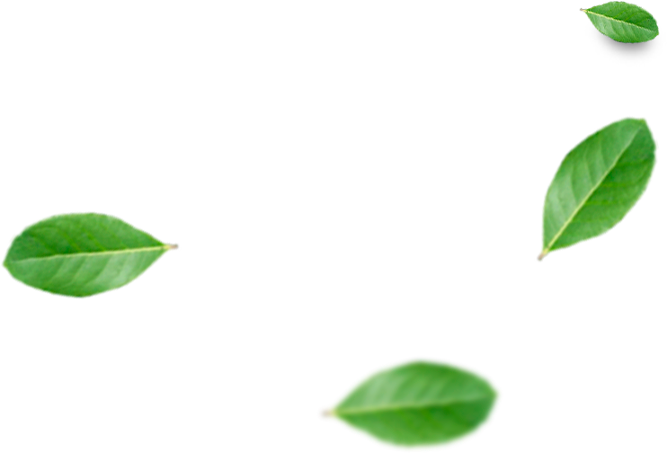 Erva Mate - Folhas De Erva Mate Png (742x504), Png Download