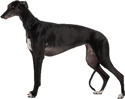 Beds, Collars And Accessories - Black Dogs Long Legs (513x390), Png Download