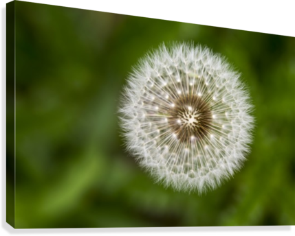 Extreme Close Up Looking Down On The Plant Of A Dandelion - Posterazzi Extreme Close Up Looking Down (429x344), Png Download