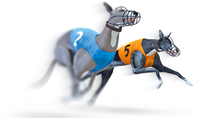 Virtual Greyhound Raceslearn More - Virtual Greyhound (720x460), Png Download