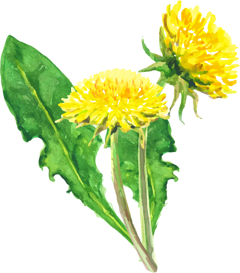 Dandelion1 - Dandelion (968x1100), Png Download