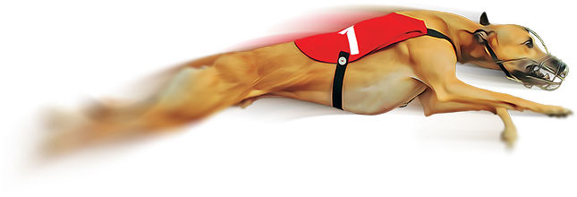 Greyhound Raceslearn More - Greyhound Dog Race Png (720x460), Png Download