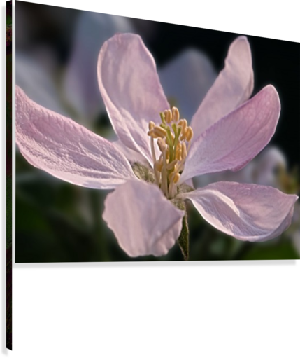 Apple Blossom In Our Garden - Artist (429x511), Png Download